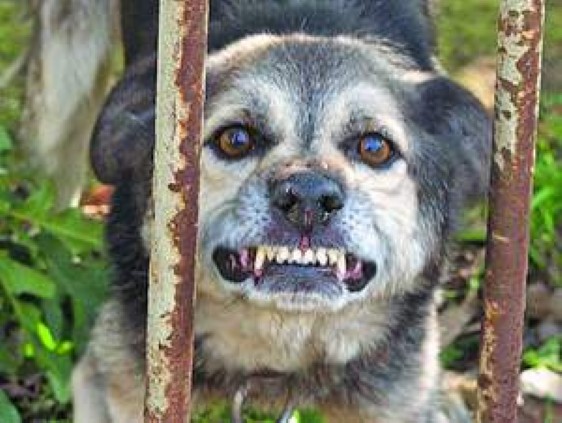 В Джанкойском районе жителей покусала бешеная собака
