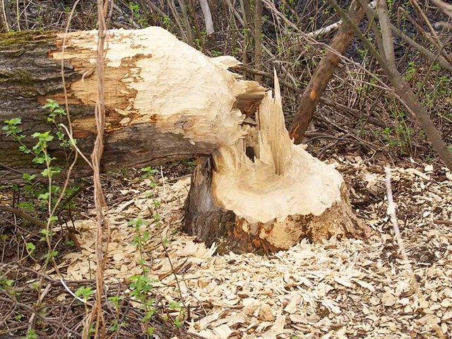 В Грушевском лесничестве неизвестные нанесли ущерб на 1 млн. рублей