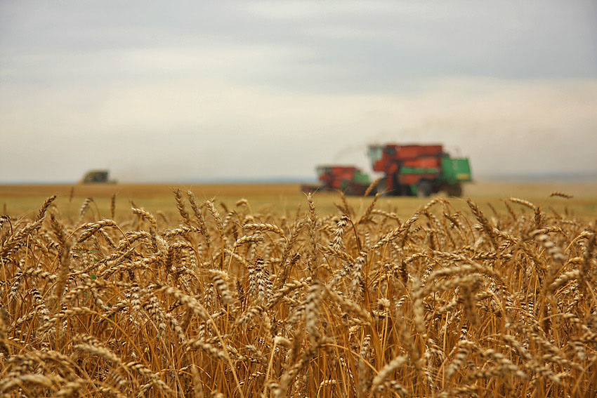 Фермерам из Крыма компенсируют затраты на страхование урожая