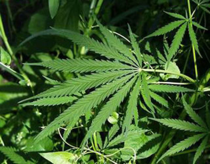 В Сакском районе местная жительница торговала марихуаной