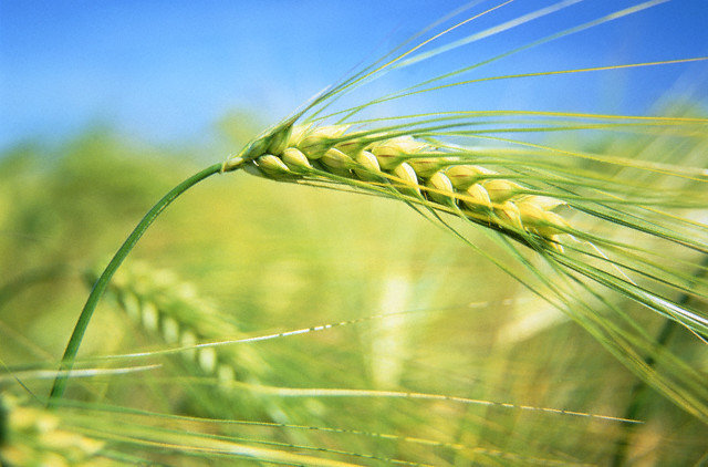 В этом году яровыми зерновыми засеют около 77 тысяч гектаров