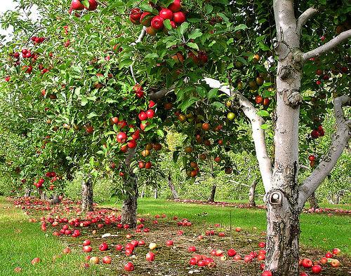 В Россию будут поставлять яблоки из Красногвардейского района Крыма