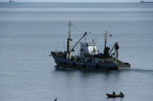 В этом году крымские предприятия выловили 1,7 тыс. тонн рыбы