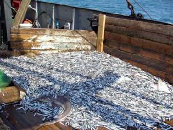 Крымские рыбаки будут добывать рыбу у берегов Абхазии