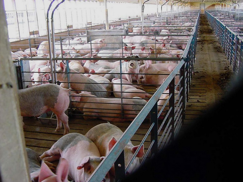 В Крыму появится свиноводческий комплекс