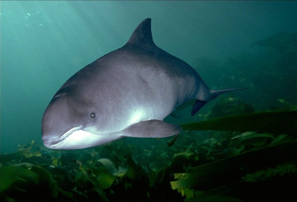 Выбросившийся на берег дельфин будет находиться в зоопарке «Сказка»