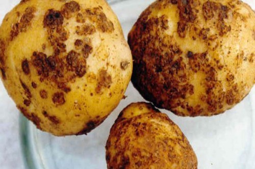 В Крыму появился паразит, уничтожающий картофель