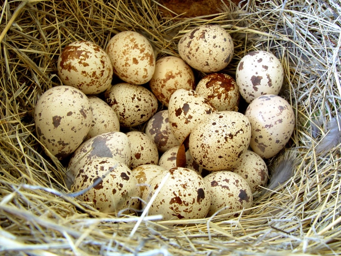 В Крыму хотят возобновить производство перепелиных яиц