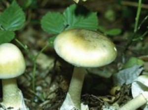 В Керчи девушка отравилась сырыми грибами