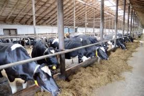 Проблема А-витаминного питания крупного рогатого скота
