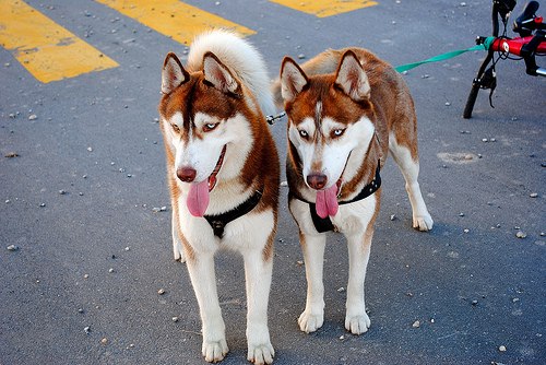 В сентябре в Феодосии пройдет выставка собак