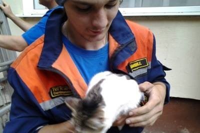 Крымским спасателям за сутки удалось спасти двух застрявших котят