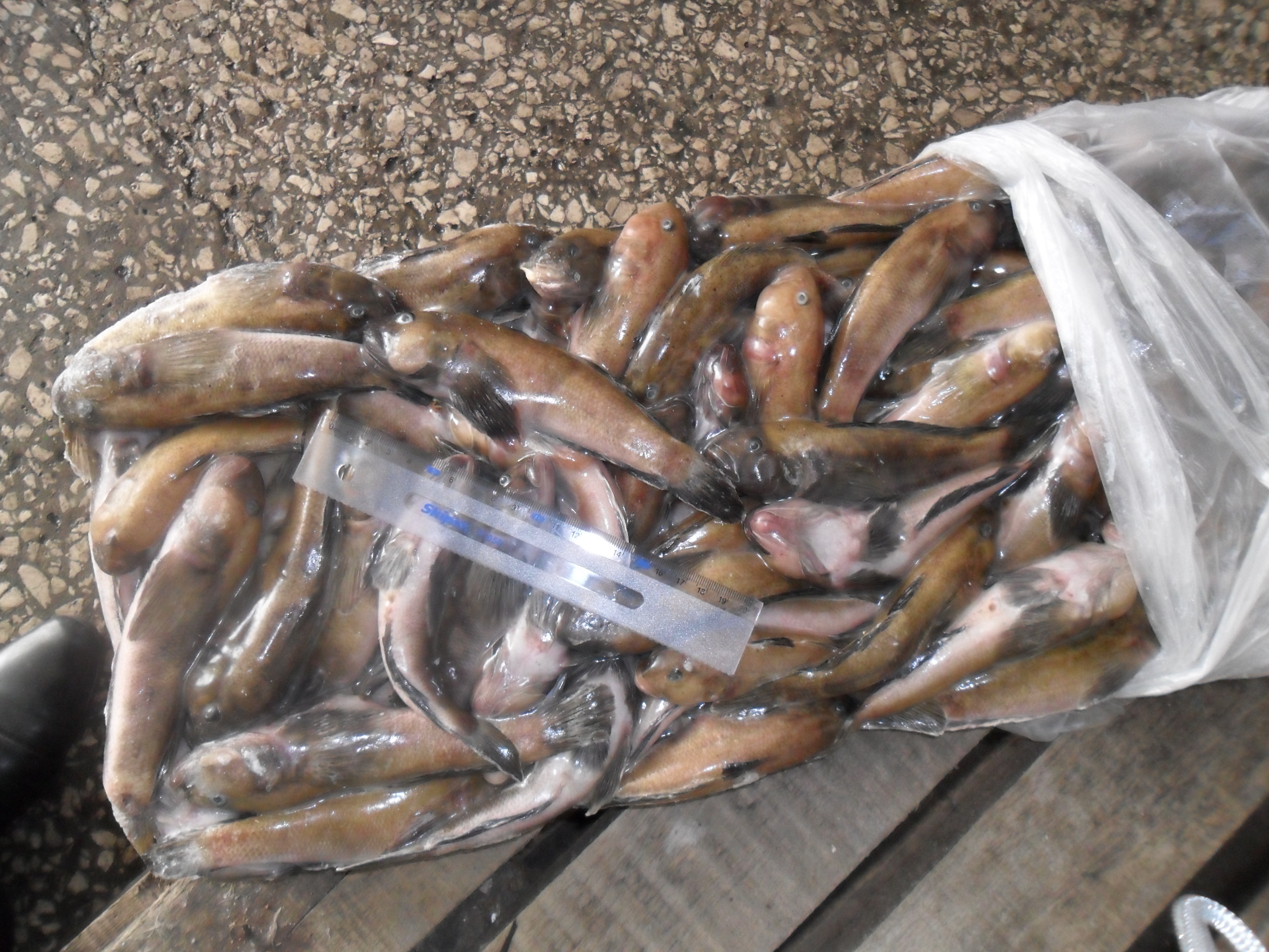 В Крым не пропустили недоброкачественную украинскую рыбу