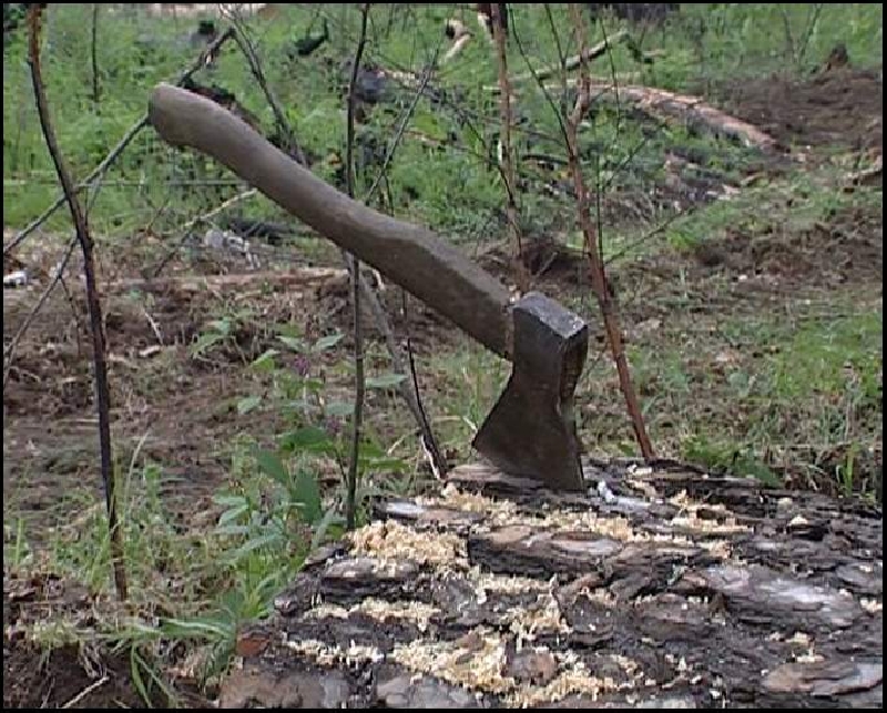 В Белогорском  районе Крыма неизвестные вырубили 19 деревьев
