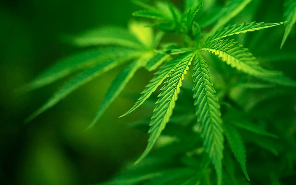 В Крыму осудили военнослужащего, который нашел «урожай» марихуаны в лесу