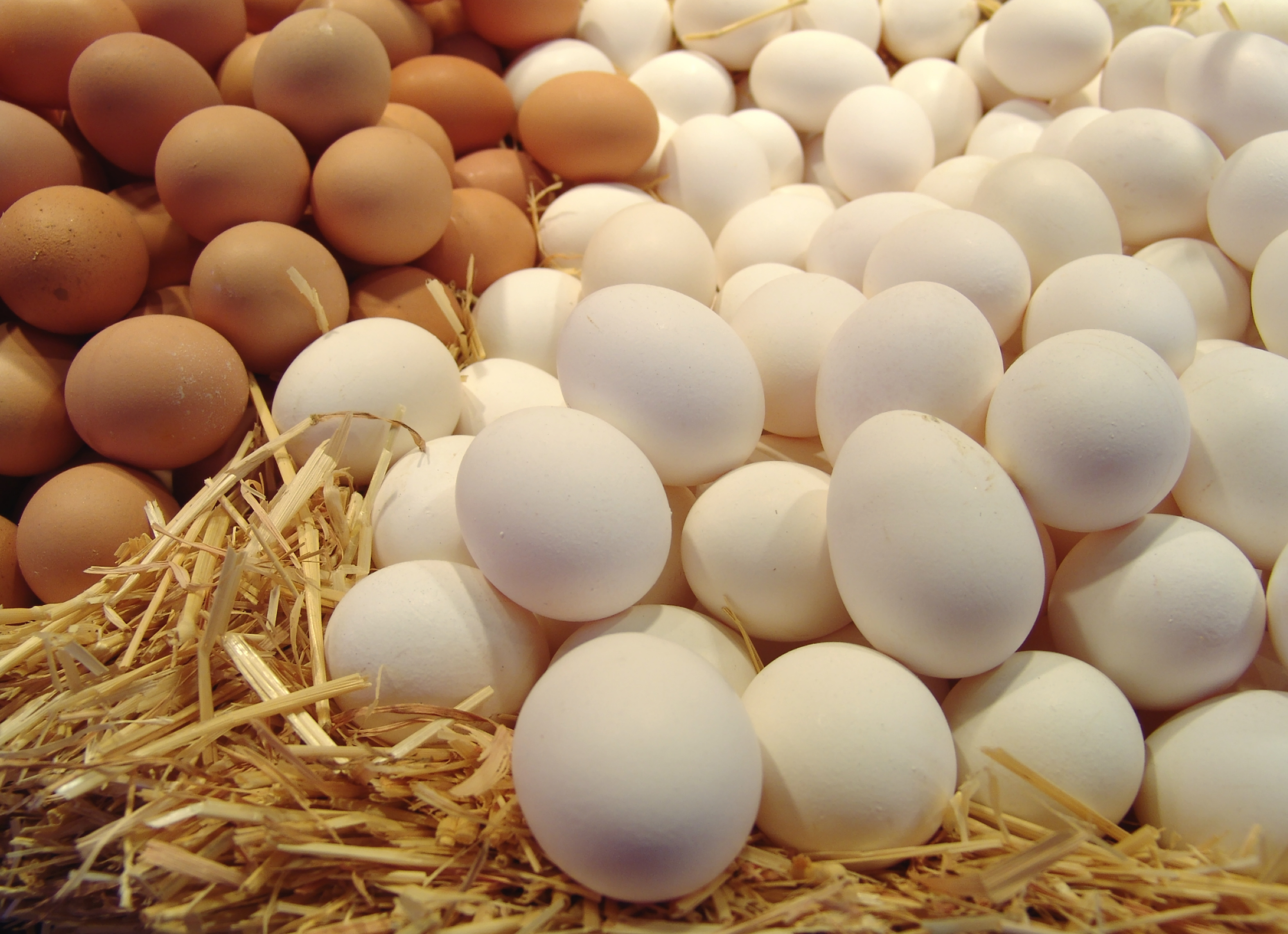 В Ялте возникли проблемы с «золотыми» яйцами