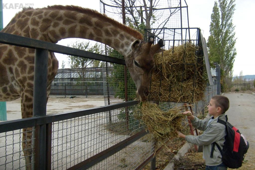 Жители Крыма всеми силами пытаются помочь животным в «Тайгане»