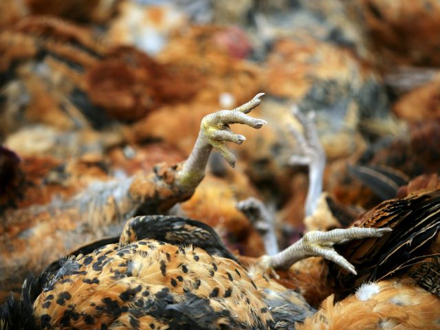 В Крыму гибнут домашние птицы, решается вопрос о введении карантина