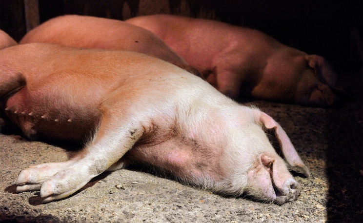В Крыму нашли массовые захоронения зараженных свиней
