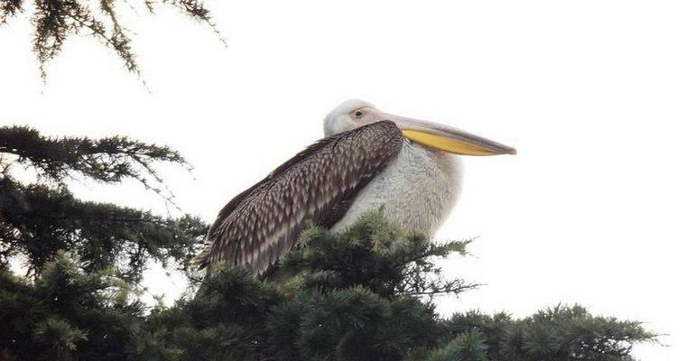 На Ялтинской набережной поселился потерявшийся пеликан