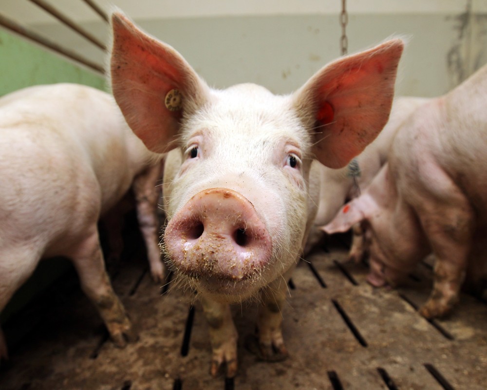 Свиньи в Белогорском районе погибли не из-за чумы