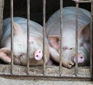 В Раздольненском районе обнаружены несанкционированный места захоронения свиней
