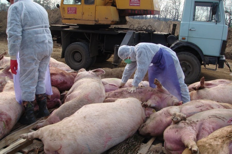 В Крыму приступят к массовому уничтожению зараженных свиней