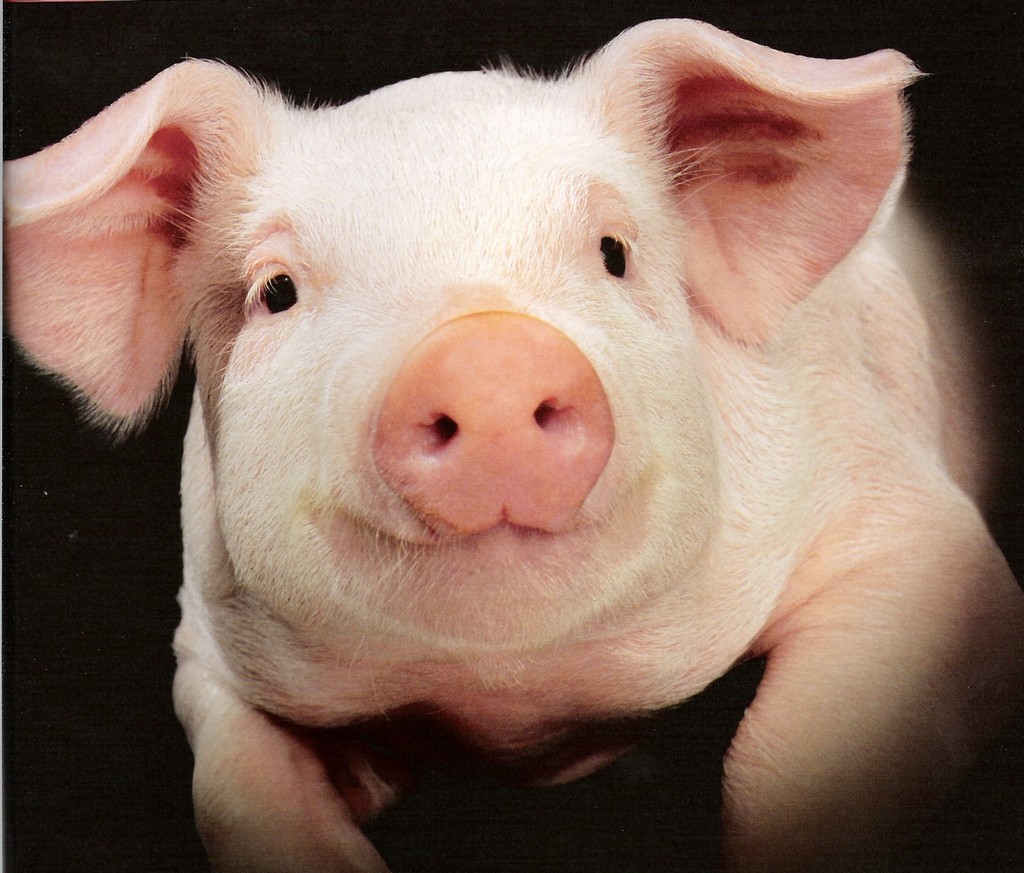 В Белогорском районе будут искать зараженных свиней