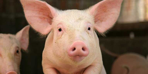 Свиней в Крыму убивают наиболее гуманным способом