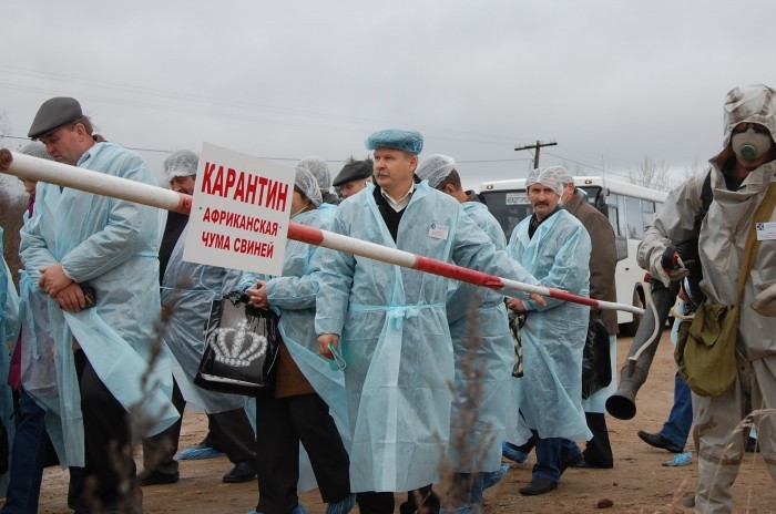 В Крыму хотят уничтожить еще шесть тысяч свиней