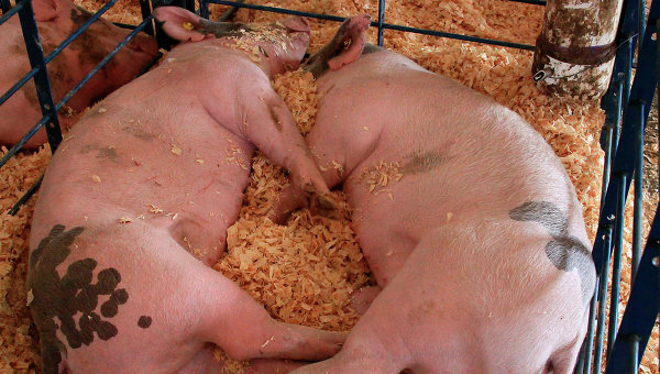 В Белогорском районе зафиксирован падеж свиней