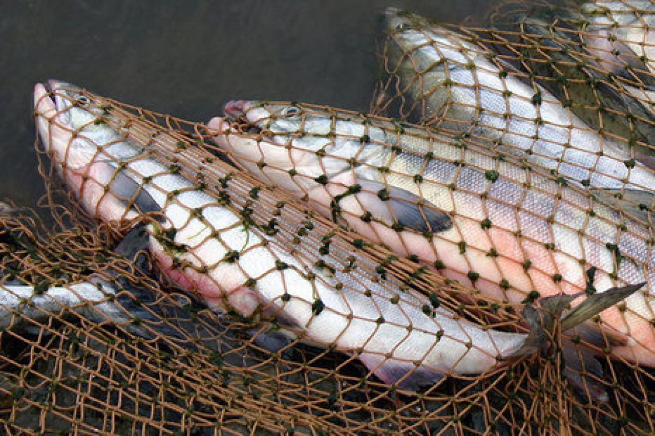 В Крыму браконьерами выловлено более 47 тонн рыбы