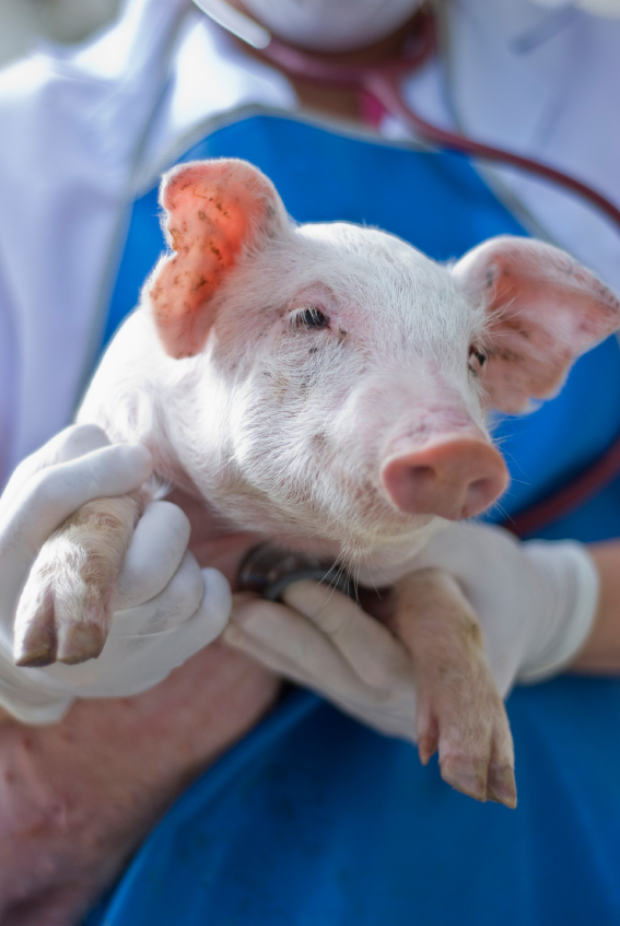 В Крыму ветеринарный врач выдавал фальшивые справки об осмотре свиней