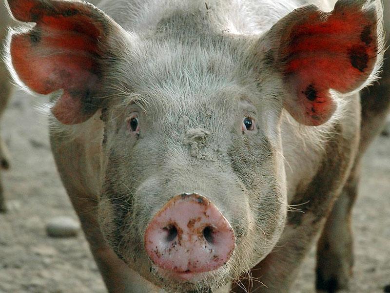 В Белогорском районе у свиней не обнаружили АЧС