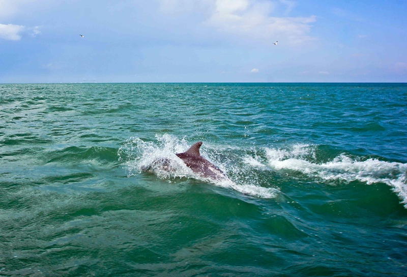 Биологи просят строителей Керченского моста устраивать «часы тишины» для дельфинов
