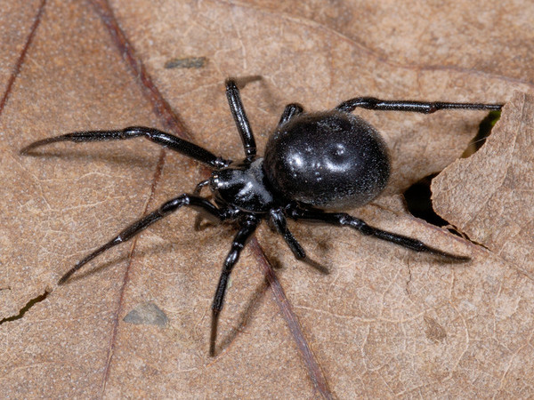 В Крыму увеличивается популяция ядовитых пауков