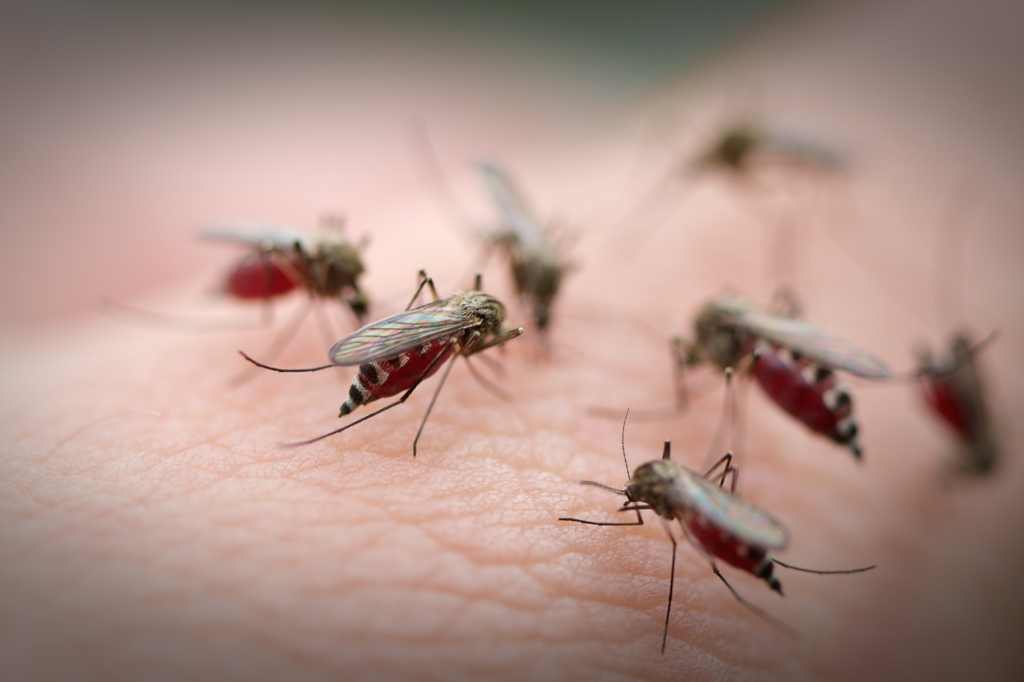 Симферопольские коммунальщики намерены бороться с комарами в городе