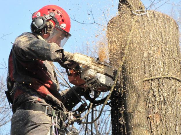 В Ялте займутся уничтожением аварийных деревьев