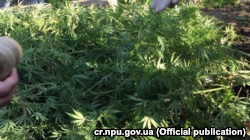Нацполиция Украины перекрыла канал поставки наркотиков в Крым