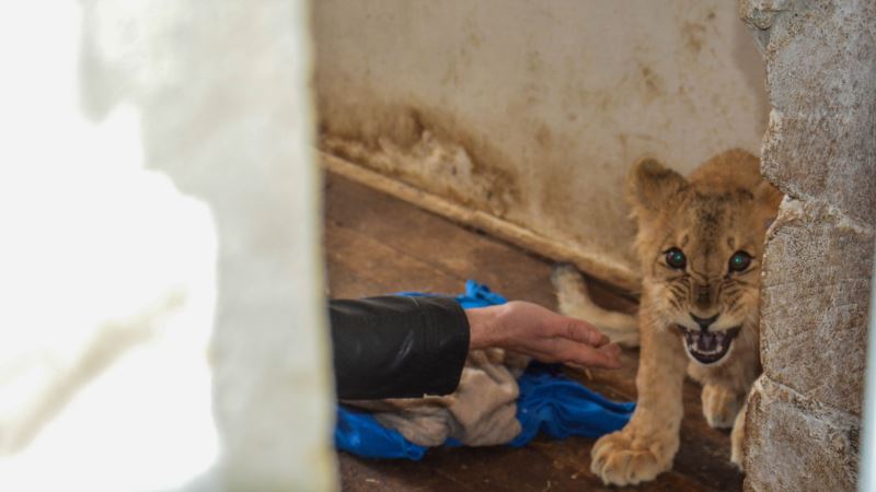 В сафари-парк «Тайган» привезли львицу, от которой отказались хозяева