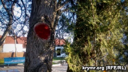 Власти Севастополя намерены снести более тридцати деревьев в центре города