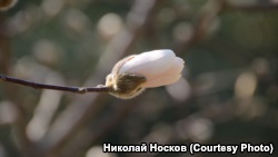 В Никитском ботаническом саду зацвели первые магнолии (+фото)