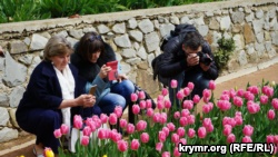 В Никитском ботсаду представили три новых сорта тюльпанов (+фото)