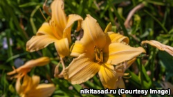 В Никитском ботсаду «цветы радости» находятся на пике цветения  (+фото)