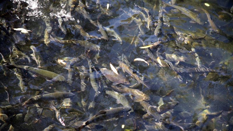 В России заявили о снижении объема вылова рыбы в Черном и Азовском морях