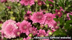 В Никитском ботсаду расцвели первые хризантемы (+фото)