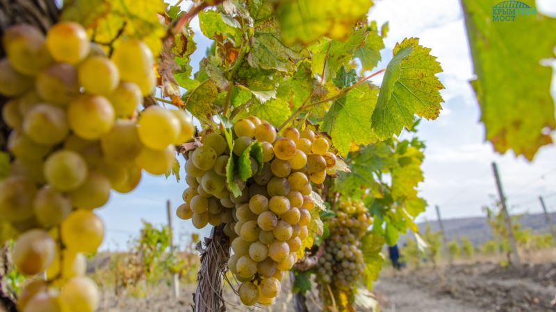 «Массандра» планирует собрать меньше винограда, чем в прошлом году