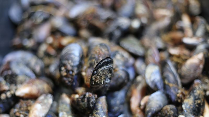 У берегов Крыма добыли первые тонны черноморских мидий – Росрыболовство