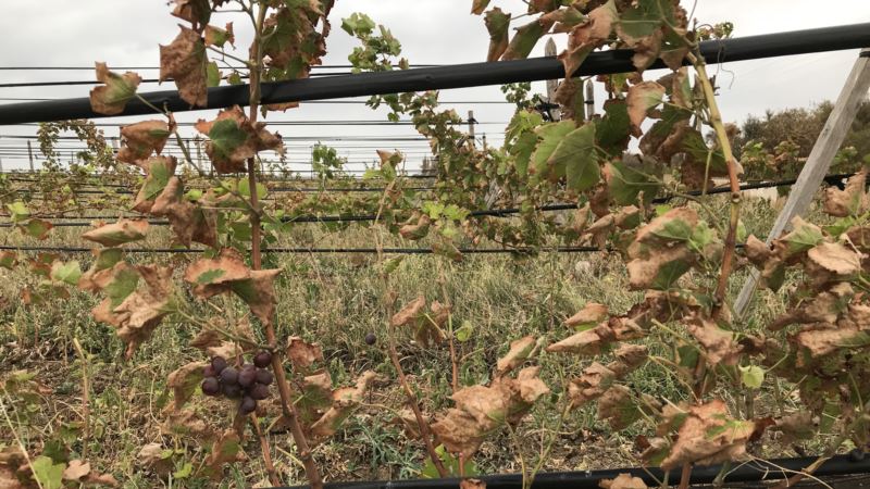 От выбросов в Армянске пострадали виноградники (+фото)