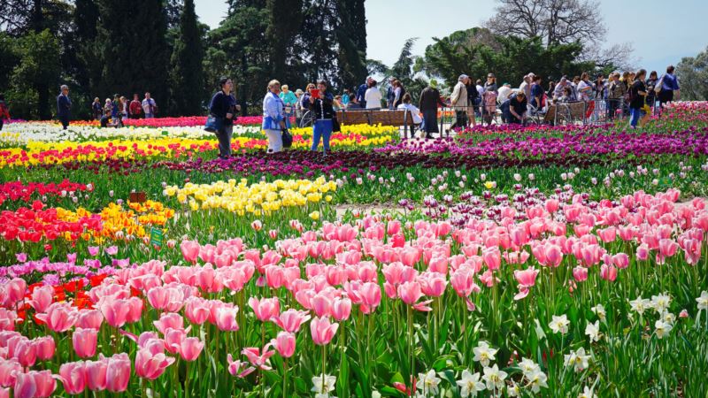 В Никитском саду расцветет около ста тысяч тюльпанов – директор ботсада